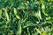 View of maturing pea pods on the stem