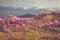 View of a meadow of blooming crocuses in the mountains.