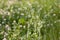 View of meadow with stalks grass