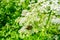 View of meadow white flower of Goutweed or Aegopodium podagraria with bronze bug