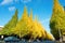 View from Meiji Jingu Gaien that has beautiful two rows of Ginkgo trees along Icho Namiki Street with yellow Ginkgo leaves in