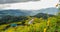 View of Mexican sunflower field.