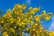 View of mimosa tree with yellow flowers, horizontally, with blue sky, in Quinta de los Molinos park,