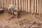 View on minipig standing in mud in the background a wooden fence. The GÃ¶ttingen minipig is a breed of small swine.