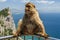 View of monkey on a balustrade of the building on the mountain,