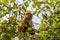 View of a monkey sitting on a tree in Sundarbans National Park - Bangladesh, Karamjal