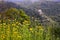 View of Montfort Castle in the Mountains of Galilee through the wildflowers