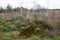 View on a moor with grass, plants and broken birches in herzlake emsland germany