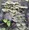 A view of mossy maze polypore