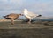 A view of a Mother and Juvenile Herring Gull