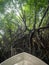 View from the motorboat on heavy rain in the mangrove tropical rainforest