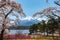 View of Mount Fuji and full bloom white pink cherry tree flowers at Lake Shoji