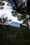 View of Mount Teide through a forest during a cloudy day