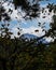 View of Mount Teide through a forest during a cloudy day