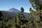 View of Mount Teide volcano through the trees.