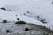 View of mountain field meadows covered by snow, with small plant