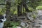 View of mountain glade, river and tree with big root on the ecological walk toward Maliovitza peak in Rila mountain