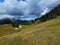 View of mountain meadow covered in spring crocus