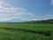 View of mountain from the middle of rice fields.