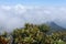 view from mountain top, sky, clouds and cantigi trees