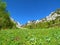 View of mountains above Zelenica in Karawanks mountains, Gorenjska, Slovenia and meadow with dandelion flowers