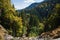 View of the mountains in Bulgaria with the tops of tall fir trees.