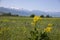 View of the mountains of the central Tien Shan in Kyrgyzstan with blooming yellow flowers