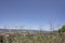 View of the mountains of Galilee through the flowers and grass.