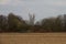 View on a mowed field with a tree area as border in rhede emsland germany