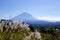 A view of Mt. Fuji in autumn and Japanese pampas grass