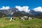 View of Mt Kinabalu with herds of cattle grazing grass on the foreground