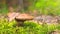 View of the mushroom closeup - Lactarius deliciosus