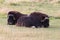 View of muskoxen laying down in the grass