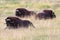 View of muskoxen laying down in the grass