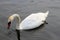 A view of a Mute Swan