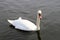 A view of a Mute Swan