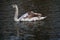 A view of a Mute Swan