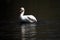 A view of a Mute Swan