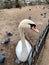 A view of a Mute Swan