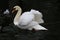 A view of a Mute Swan