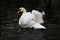 A view of a Mute Swan