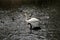 A view of a Mute Swan