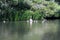 A view of a Mute Swan