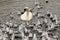 A view of a Mute Swan surrounded by Gulls