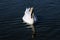 A view of a Mute Swan on the water