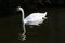 A view of a Mute Swan on the water