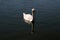 A view of a Mute Swan on the water