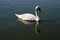 A view of a Mute Swan on the water