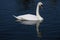 A view of a Mute Swan on the water