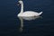 A view of a Mute Swan on the water